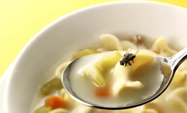 Este în regulă să mai mâncaţi dacă v-a căzut o muscă în farfurie? Iată ce spun experţii