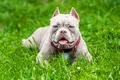 Câinii din rasa American Bully, interziși oficial în Marea Britanie