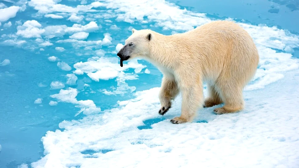 Urșii polari par să se adapteze la climate mai calde, arată un studiu