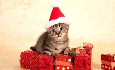 Animalele de companie primesc mai multe cadouri de Crăciun decât partenerul de viaţă sau soacra