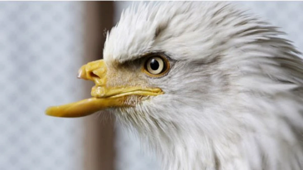 O acvila desfigurata de vanatori primeste un cioc artificial