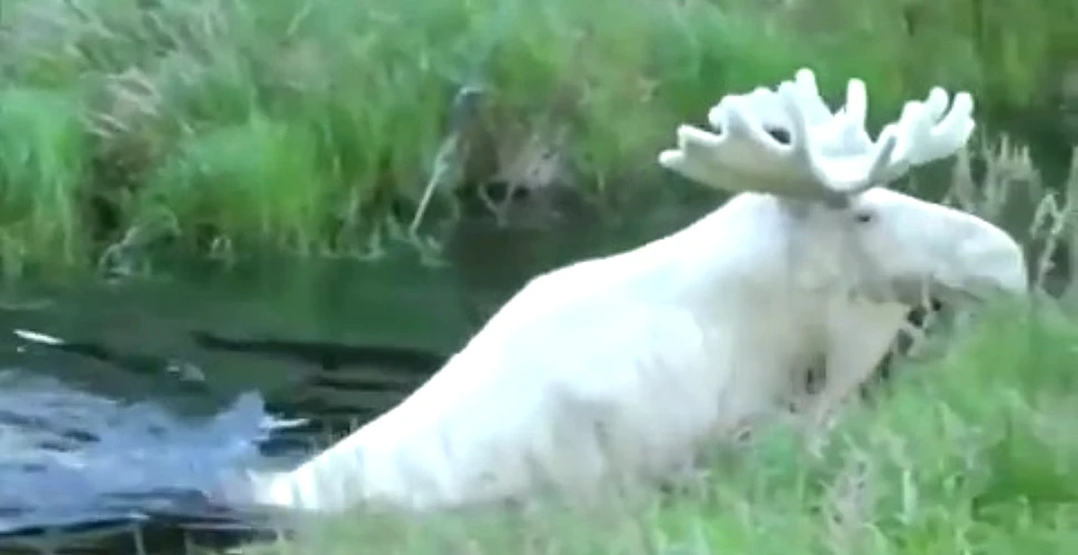 VIDEO. Apariţie fascinantă a unui elan alb, extrem de rar, într-o regiune retrasă din Suedia