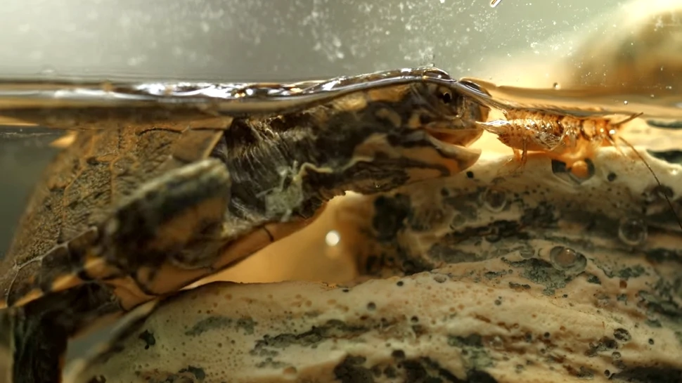 Cum sunt antrenaţi puii de broască ţestoasă pentru a supravieţui în sălbăticie – VIDEO