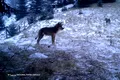 Imagini excepționale cu lupi, într-o pădure din Piatra Craiului. Ce analizează specialiștii