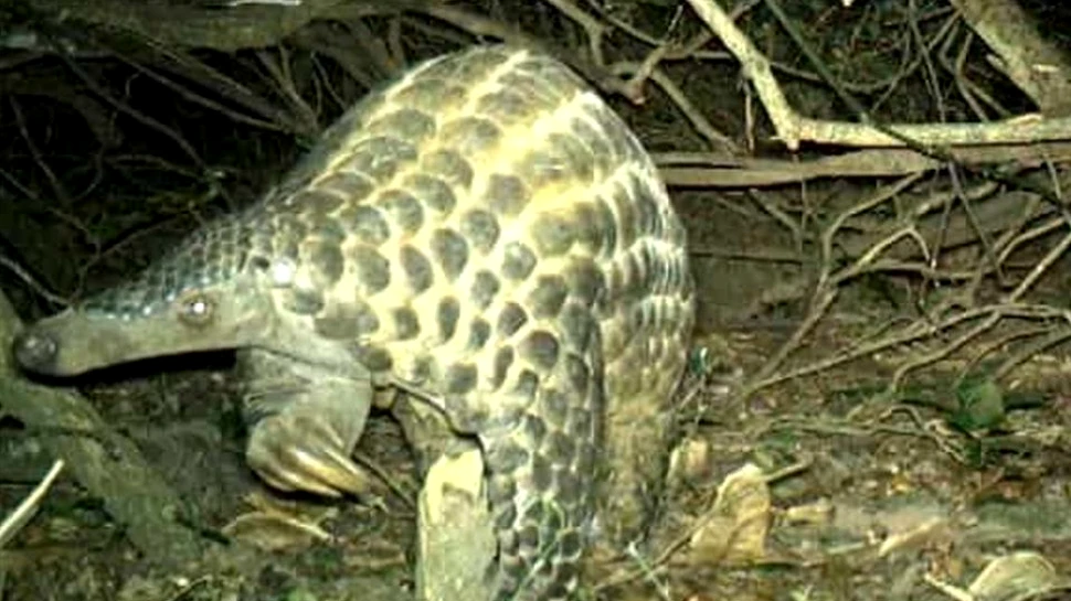 Imagini rare cu pangolinii giganţi, printre cele mai traficate animale. Solzii lor, o comoară pentru braconieri