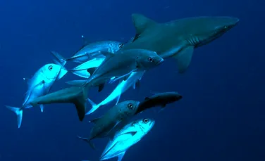 Din cauza oamenilor, Oceanul Pacific rămâne fără rechini de recif
