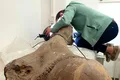 Neanderthalienii au reușit să vâneze elefanți de două ori mai mari decât cei din zilele noastre