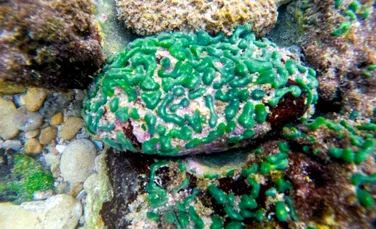 Un organism recent descoperit ar putea reprezenta o ramură complet nouă în arborele vieții