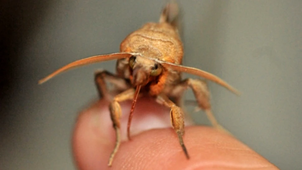 O noua specie de vampiri populeaza Siberia