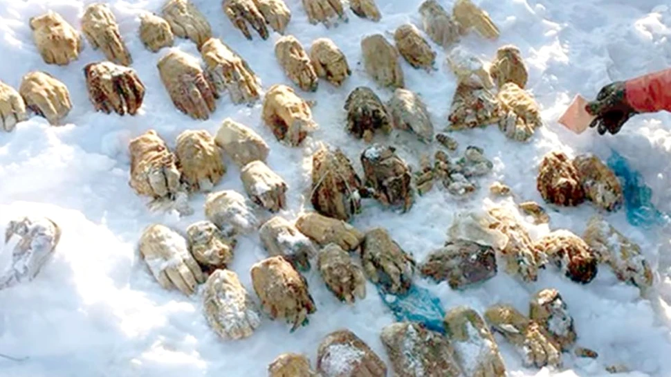 Descoperire şocantă în Siberia: o pungă cu 54 de mâini amputate – VIDEO