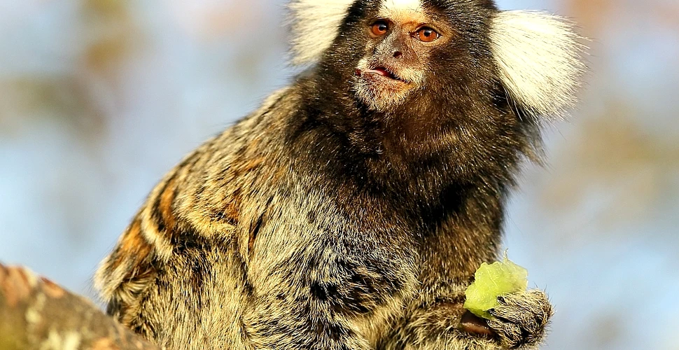 Saguinul, o maimuţă mică cu smocuri de păr la urechi, prezintă o formă de politeţe observată doar la oameni