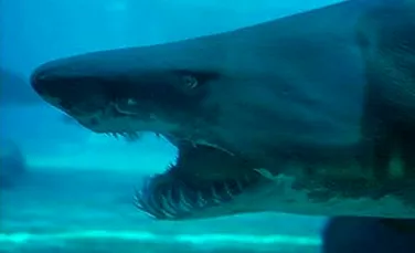 Ce pateste un rechin cu gura mare? (FOTO)