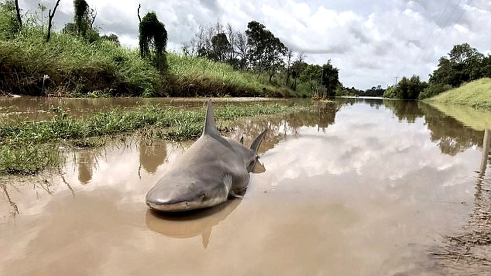 Victimă a ciclonului Debbie: Un rechin-taur a fost găsit în mijlocul unui drum din Australia