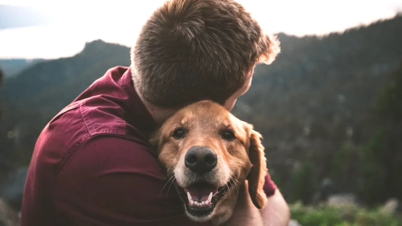 1-caini-unsplash-2 