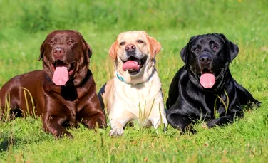 Care este cea mai populară rasă de câine? (GALERIE FOTO)