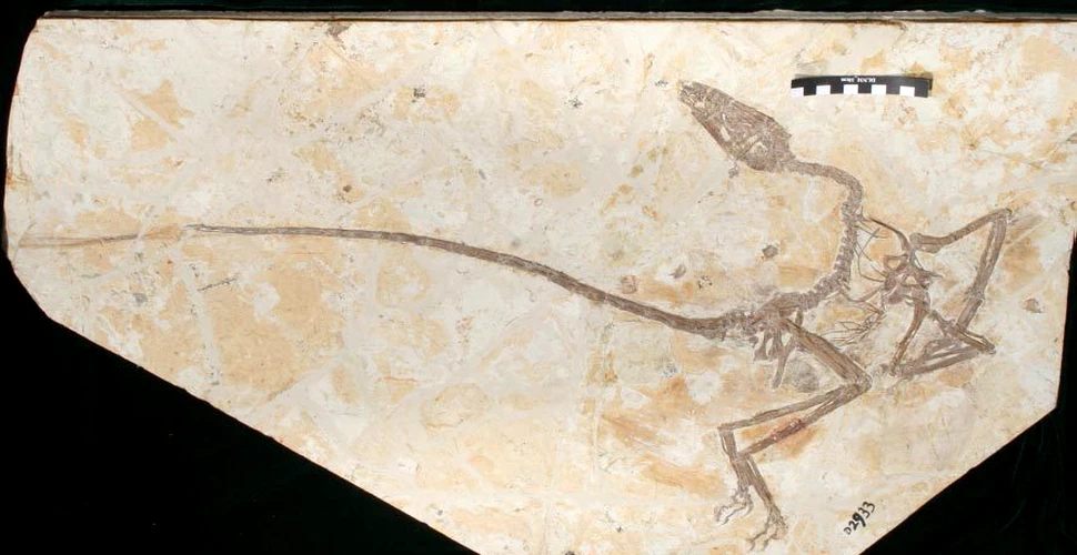 S-a confirmat existenţa unei noi specii de dinozaur după descoperirea unei fosile în China