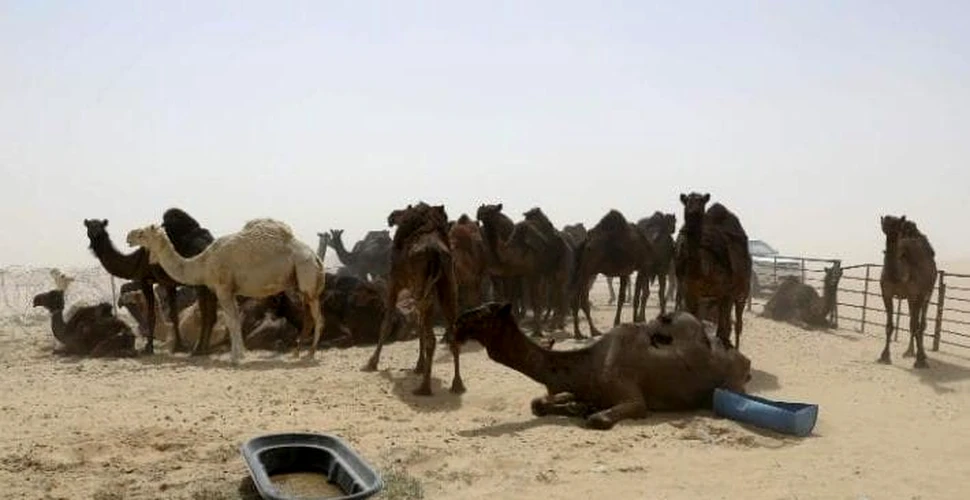 Sute de cămile abandonate au murit de foame şi sete, după ce au fost alungate în timpul crizei diplomatice din Qatar