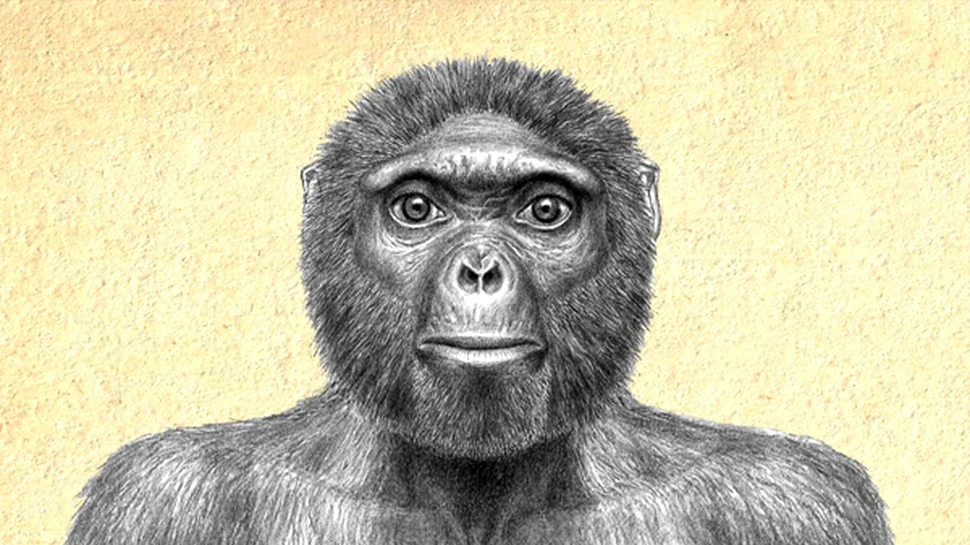 DISCOVERING ARDI – descoperiri revolutionare despre evolutia omului