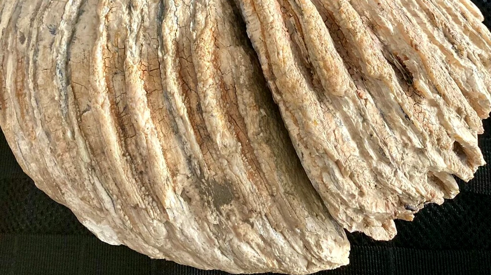 Molar de mamut, vechi de 10.000 de ani, pus la vânzare pe Internet