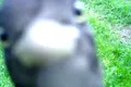 O ciocănitoare încearcă să spargă o cameră de monitorizare a faunei. Imagini inedite