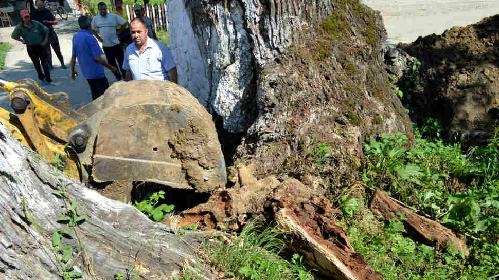Probleme în  comuna naistului Gheorghe Zamfir după ce rădăcinile arborilor seculari au fost retezate – FOTO