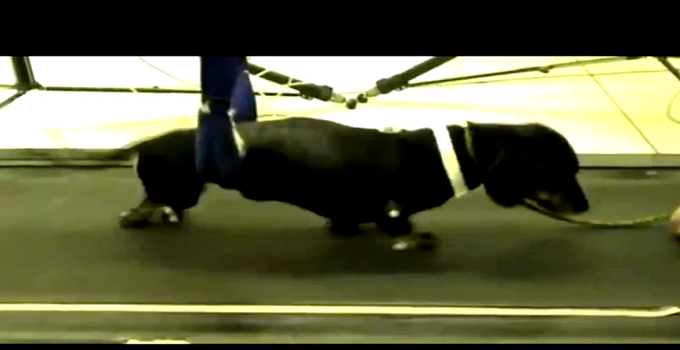 „Superputerile” celulelor stem: un câine paralizat poate merge din nou (VIDEO)