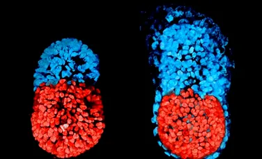 Experţii au creat primul ‘embrion’ artificial în laborator. Este considerată o  PREMIERĂ în lumea ştiinţifică