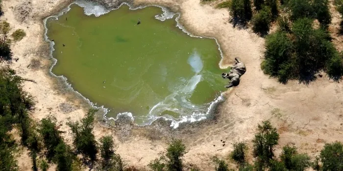 Cauza misterioasă a sutelor de elefanți morți în Botswana pare a fi elucidată
