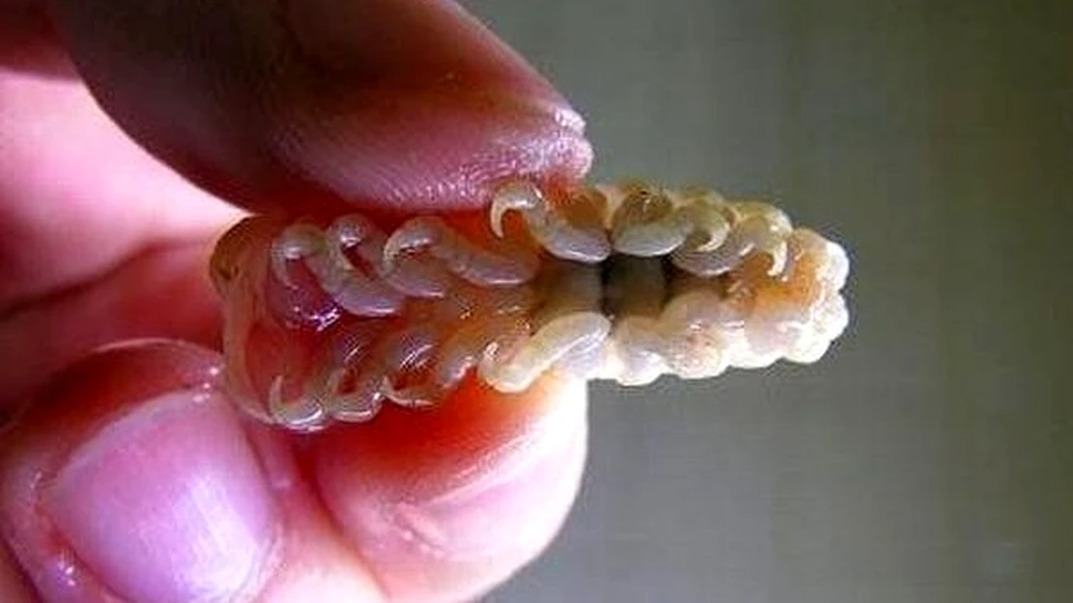 Parazitul devorator de limbi – o ciudatenie a naturii