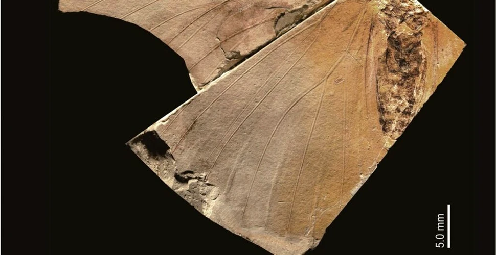 O fosilă veche de 2,6 milioane de ani din Japonia a dezvăluit o specie „extrem de rară”