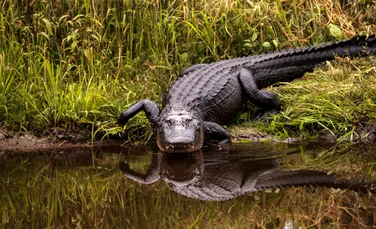 Momentul în care un robot și un aligator se întâlnesc într-o conductă de apă din Florida