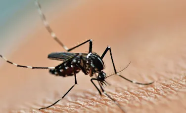 Cercetătorii sunt aproape de a găsi un remediu eficient pentru malarie