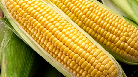 Un proces inspirat de păianjeni transformă proteinele din porumb într-un material similar plasticului