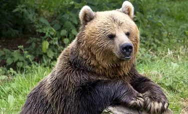În rezervaţia de urşi de la Zărneşti a fost inaugurat un trenuleţ pentru turişti