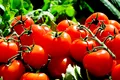 Mutațiile ascunse ale tomatelor scoase la iveală de un nou studiu