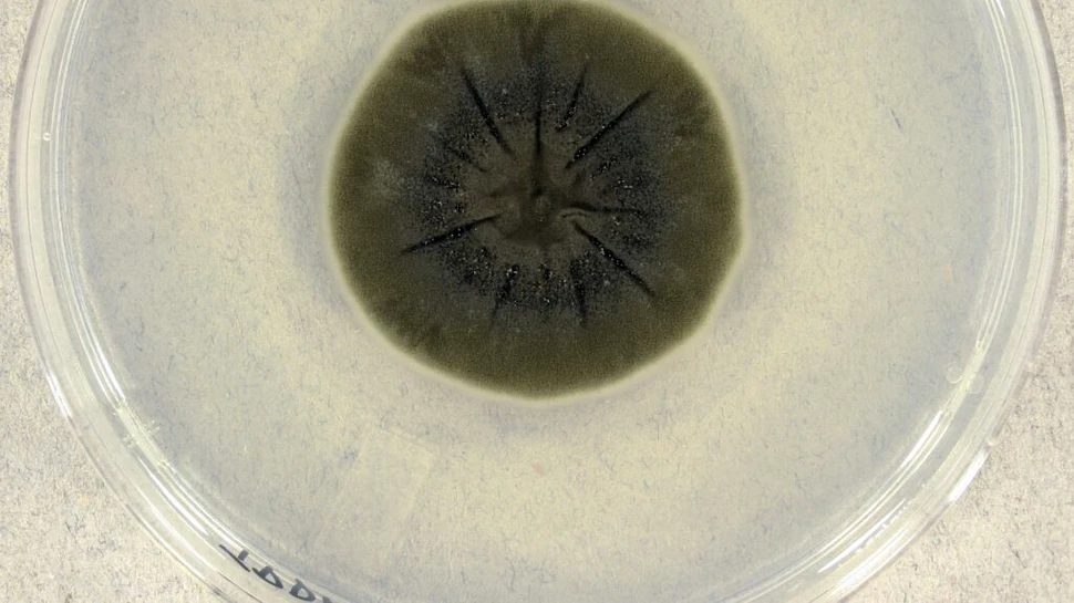 O ciupercă de la Cernobîl pare să fi dezvoltat o abilitate incredibilă