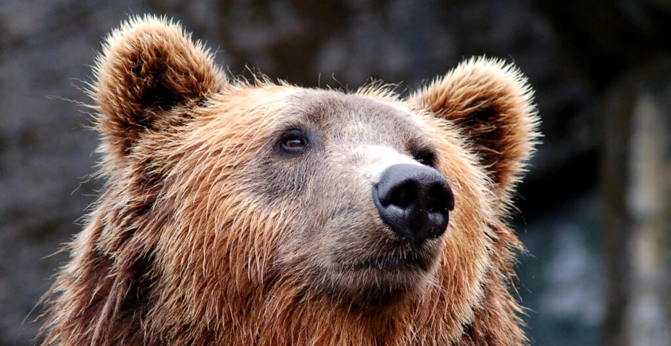 Populația de urși bruni din Munții Pirinei a ajuns la cel mai mare nivel din ultimul secol