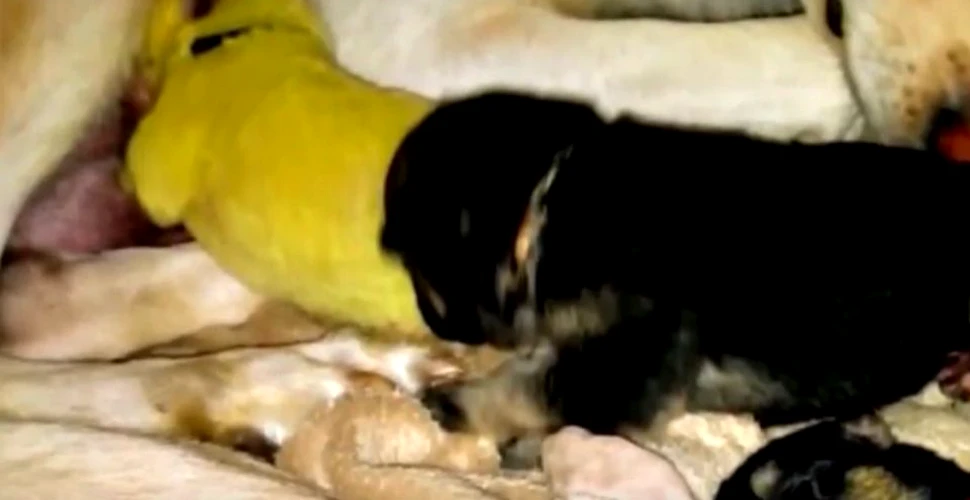 Un ciobănesc german a dat naştere unui pui complet  verde! VIDEO