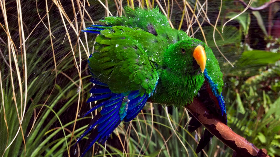 Fenomen inedit: Locul în care papagalii au devenit parte din ecosistemul urban