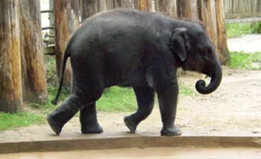 Elefantii se deplaseaza ca o masina 4×4