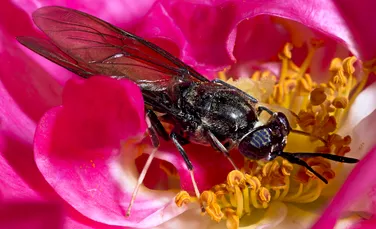 O insectă mică, dar cu un apetit mare, transformă deșeurile în îngrășământ
