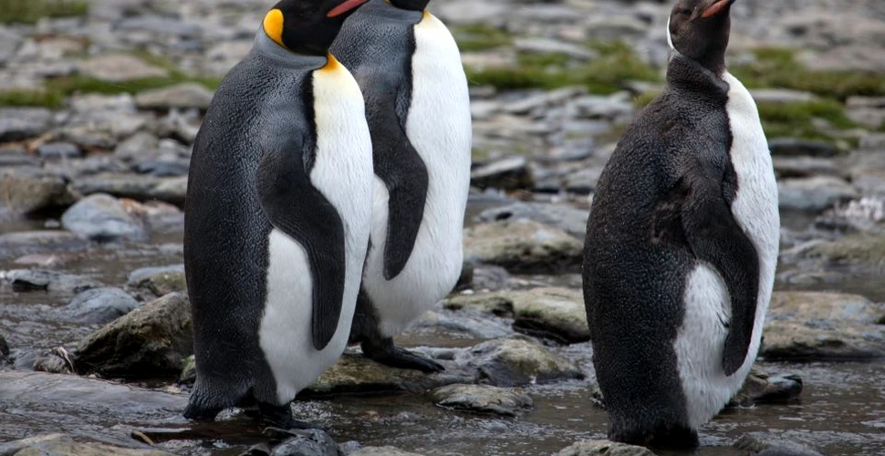 Cea mai mare colonie de pinguini regali a scăzut în proporţie de 90%