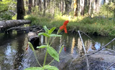 Cercetătorii au documentat un tip de evoluție rapidă nemaivăzut în sălbăticie până acum