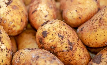 Bolile ascunse în cartofi pot fi detectate cu un nou senzor biologic