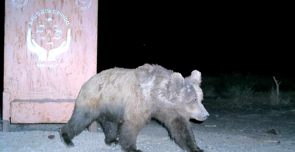 Cea mai rară specie de urs din lume numără 22 de exemplare, ce sunt ameninţate de schimbările climatice