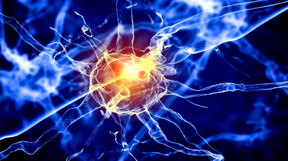 Savanţii au crescut ”creiere” tridimensionale din celule stem