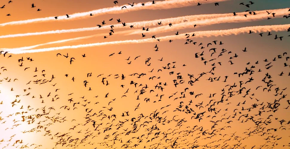 Păsările folosesc o „hartă invizibilă” pentru a se ghida în locuri în care nu au mai călătorit niciodată