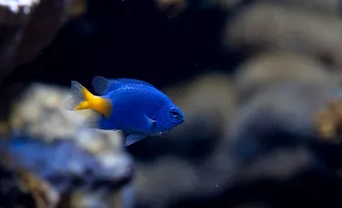Peștii suferă masiv din cauza poluării luminoase, au descoperit cercetătorii
