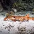 A fost descoperită o nouă specie de rechin „mergător”. Ce poreclă a primit?