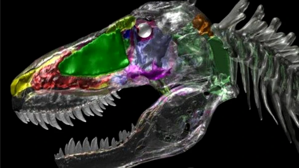 T.Rex si alti dinozauri aveau capetele pline cu aer